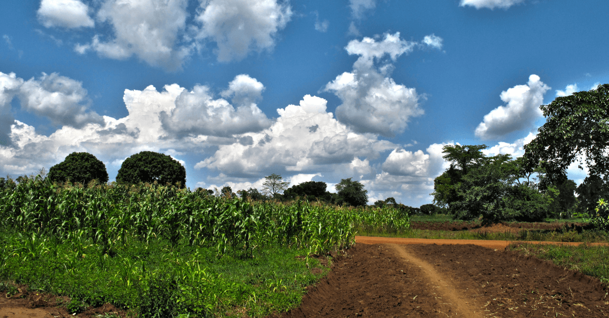 Featured Image for The Returns of Owning a Farm